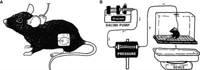 Effects of pharmacological neurotrophin receptor inhibition on bladder function in female mice with cyclophosphamide-induced cystitis